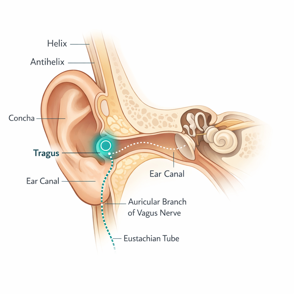 Anatomie des Ohrs — Tragus und Vagusnerv-Verlauf